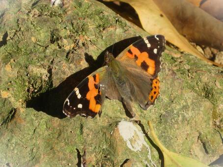 羽に欠けのあるアカタテハ アカタテハ,蝶,昆虫の写真素材