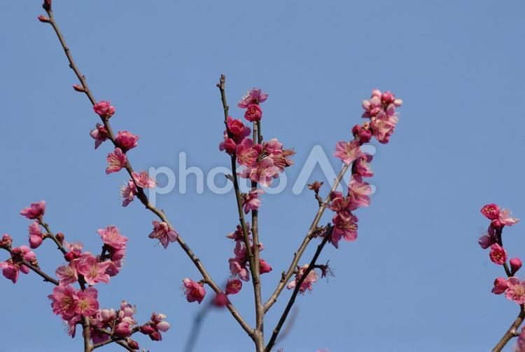 東京の2月の季節に梅が咲く 梅,2月,満開の写真素材