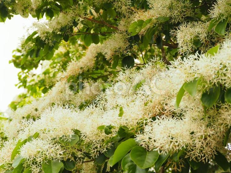 ナンジャモンジャ　ヒトツバタゴの花 ナンジャモンジャ,ヒトツバタゴ,５月の写真素材