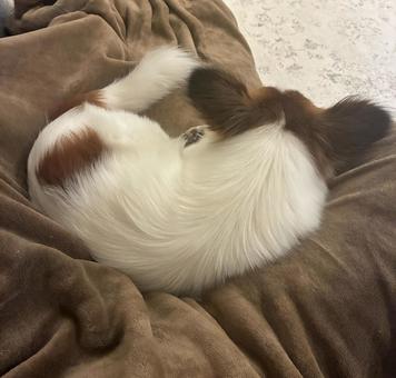 まるまったパピヨン パピヨン,papillon,犬の写真素材