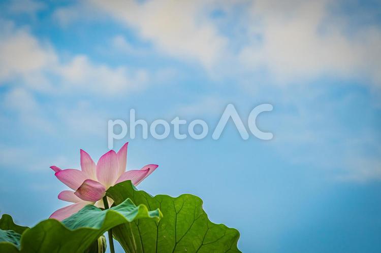 栗林公園の風景 蓮,蓮の花,紫の写真素材