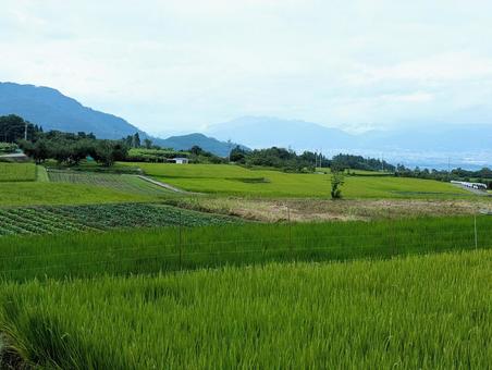 田畑の風景 田畑の風景 水田,田んぼ,畑の写真素材