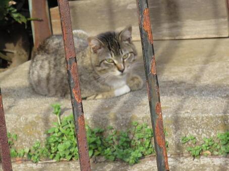 野良猫 野良猫の写真