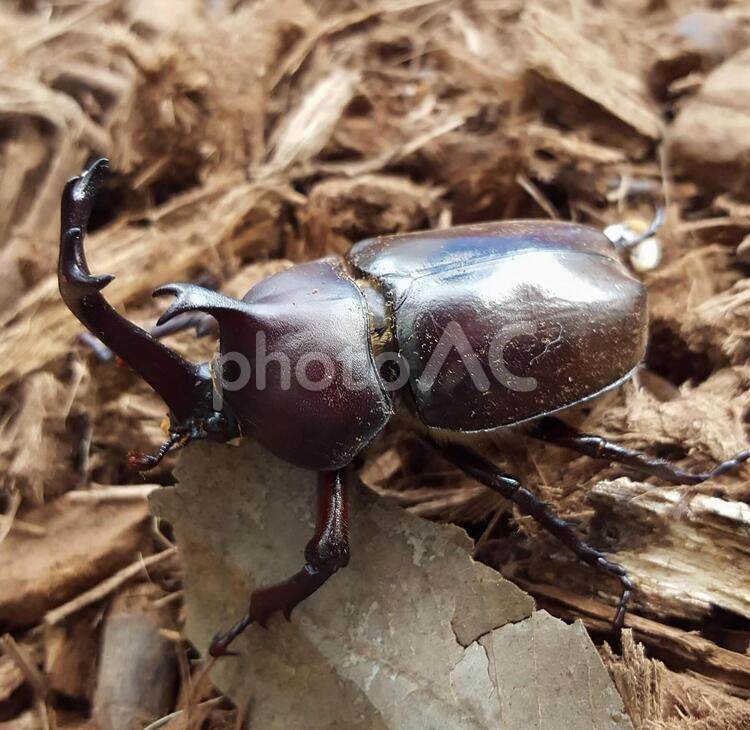 かぶとむし カブトムシ,かぶとむし,カブト虫の写真素材