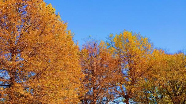 紅葉・秋の哀愁 紅葉・秋の哀愁 紅葉,枯葉,秋の写真素材