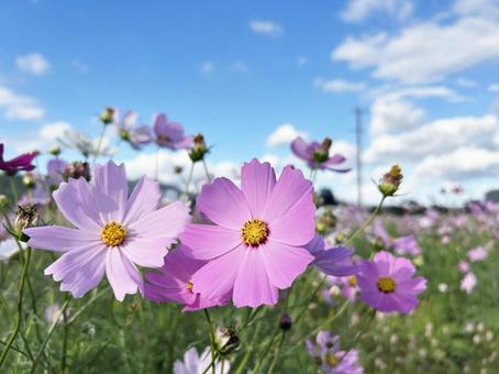 日を浴びるコスモスと爽やかな青空 コスモス,秋桜,花の写真素材