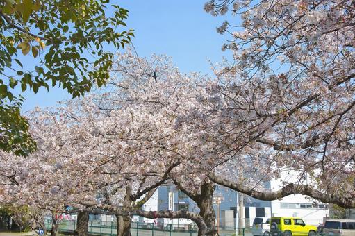 桜 桜の写真