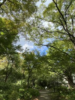 Forest bathing in the city, JPG Forest bathing in the city, JPG