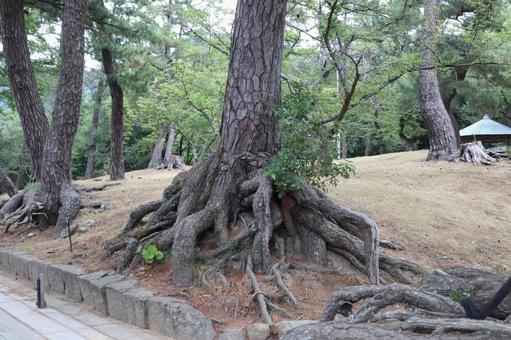 根っこ 根っこ 木,根っこ,自然の写真素材