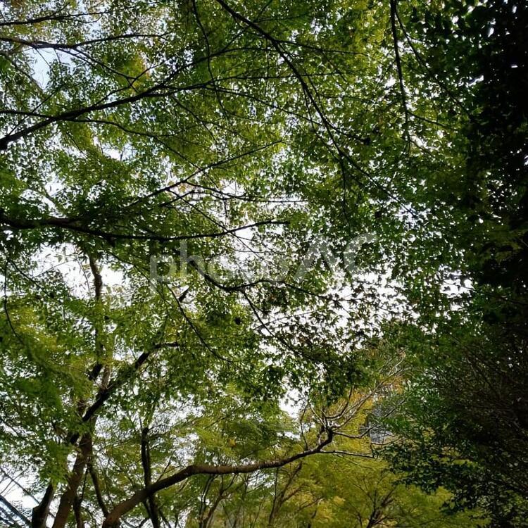 下から見上げた木 葉,木,自然の写真素材