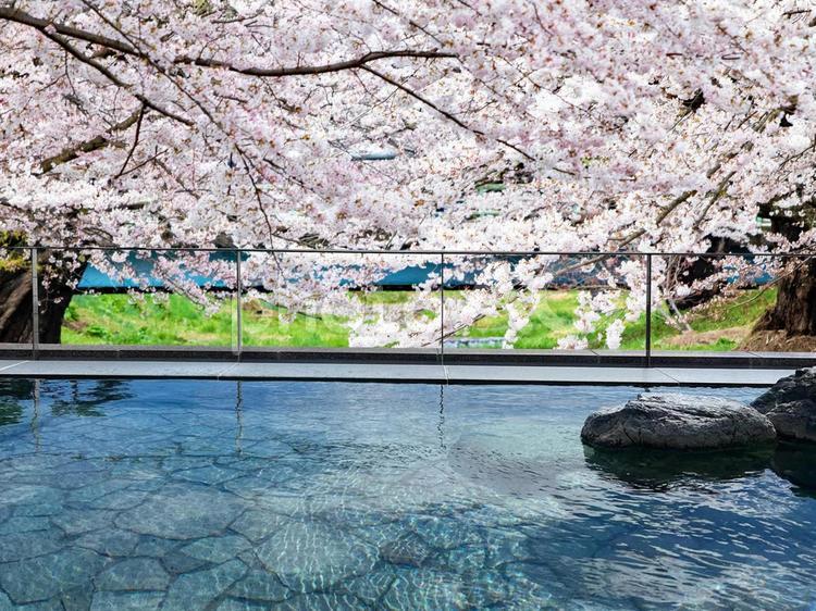 桜と温泉のイメージ 温泉,露天風呂,旅の写真素材