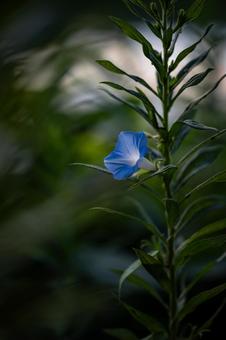 アサガオの写真