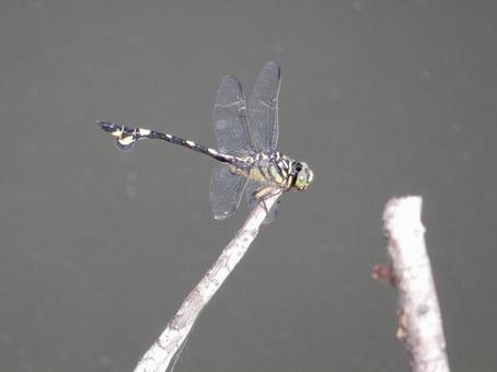 【昆虫写真】ウチワヤンマ(団扇蜻蜒) 【昆虫写真】ウチワヤンマ(団扇蜻蜒)の写真