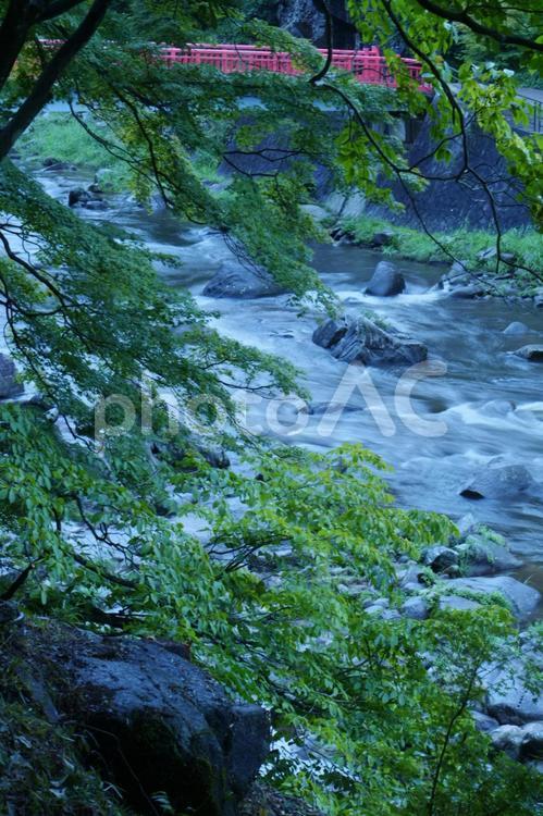 涼やかな香嵐渓の流れ 川,香嵐渓,渓流の写真素材