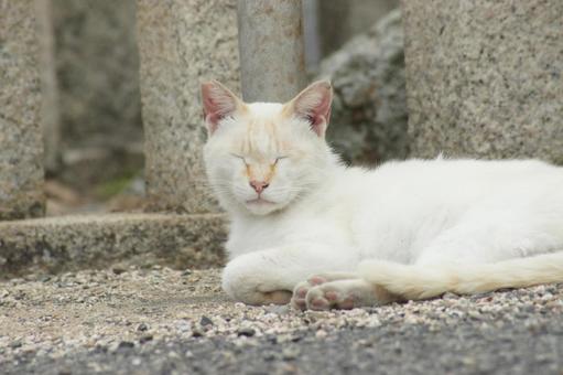 ねこ ねこの写真