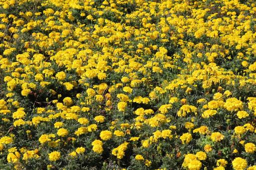 マーガレット　咲く風景 マーガレット,草花,春の写真素材