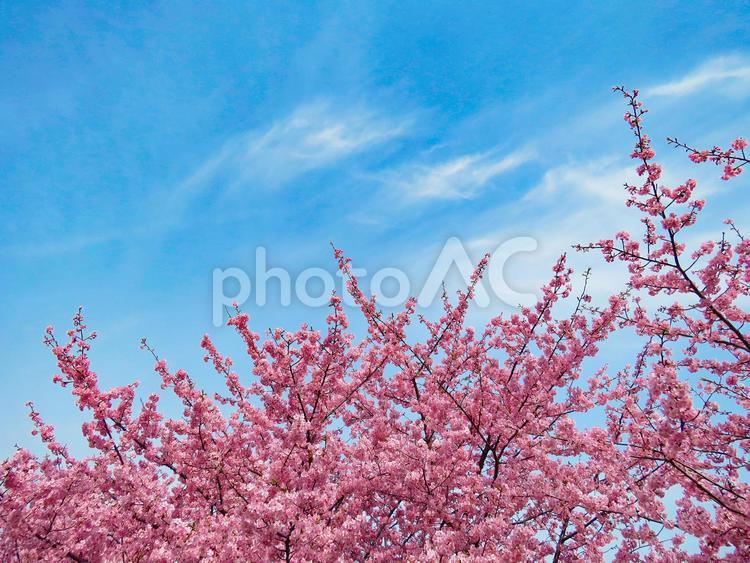 春イメージ〜満開の河津桜と青空 河津桜,カワヅザクラ,春イメージの写真素材
