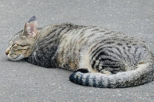 昼寝するキジトラネコ 昼寝するキジトラネコ ネコ,保護猫,ニャンコの写真素材
