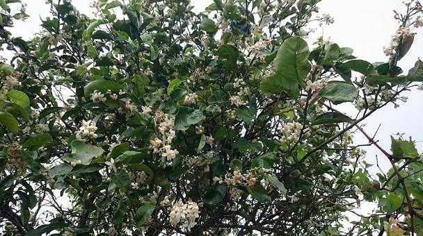 ミカンの花が咲く木 ミカンの花が咲く木の写真