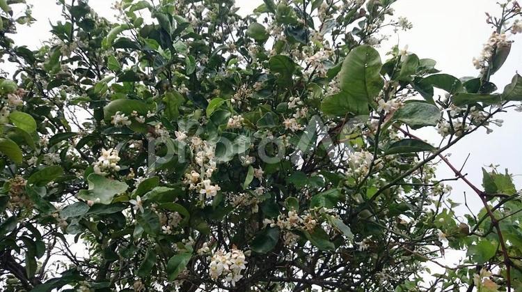 ミカンの花が咲く木 ミカン,花,柑橘の写真素材