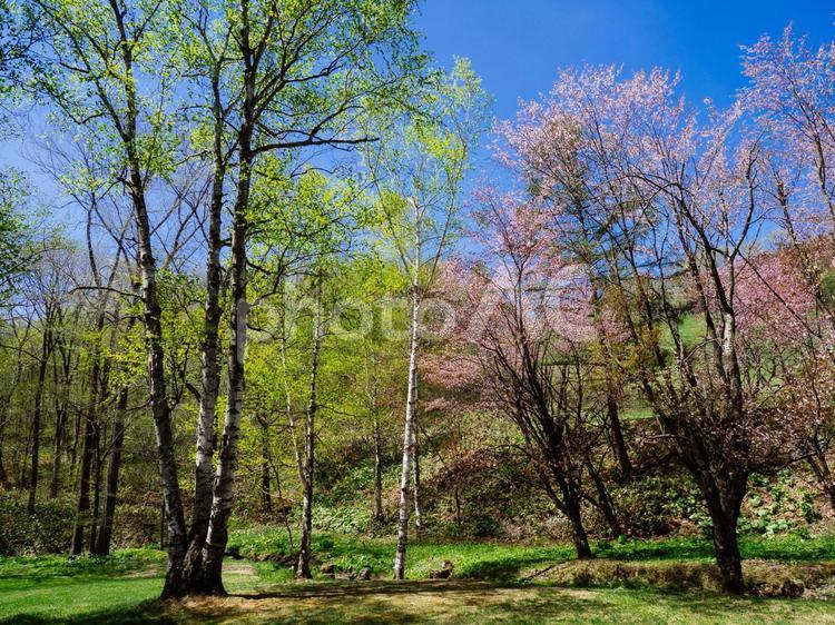 北海道の桜 桜,さくら,サクラの写真素材