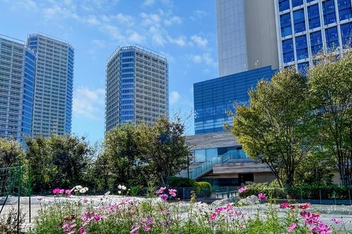 高層オフィスビルの前のピンクのコスモス 高層オフィスビルの前のピンクのコスモス コスモス,都市風景,緑の写真素材