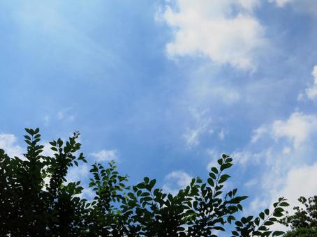 青空 空,木,晴れの写真素材