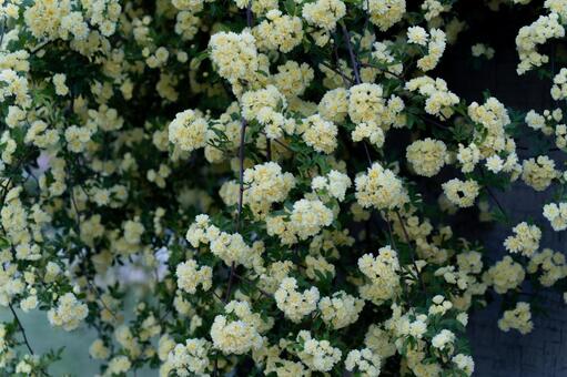 満開の黄色いモッコウバラが咲く壁面③ モッコウバラ,バラ,花の写真素材