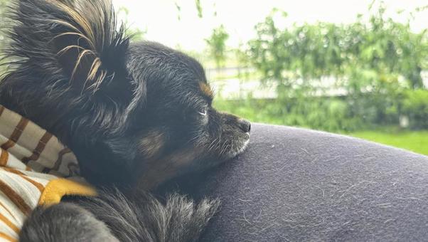 外を眺めて 外を眺めて ロングコートチワワ,ブラックタン,犬の写真素材