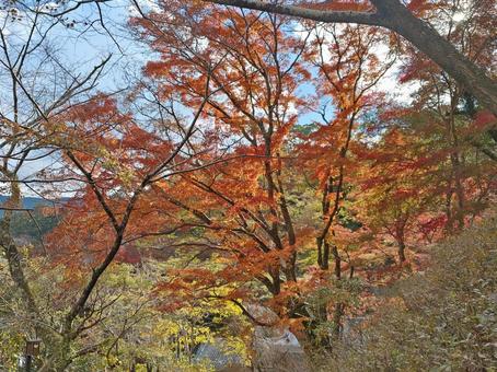 奈良県-長谷寺-参道から望む紅葉 長谷寺,寺,豊山の写真素材