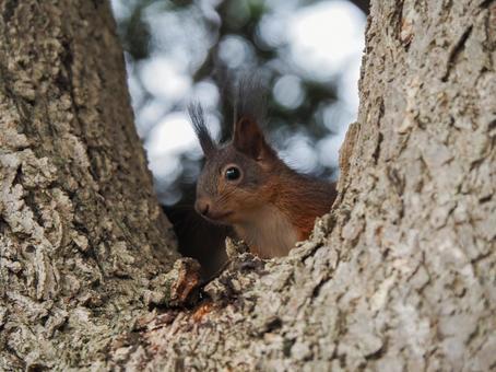 Photo, ezolith, hokkaido, wild animals, 