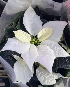 ポインセチア白 ポインセチア,クリスマス,白の写真素材