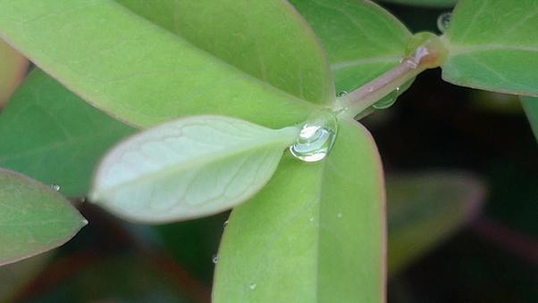 水滴がついた葉 水をはじく葉 雨上り 水滴がついた葉 水をはじく葉 雨上りの写真