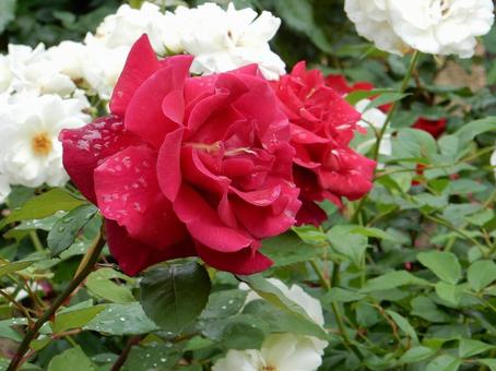 【薔薇の写真】バラの花 【薔薇の写真】バラの花 薔薇,植物,自然の写真素材