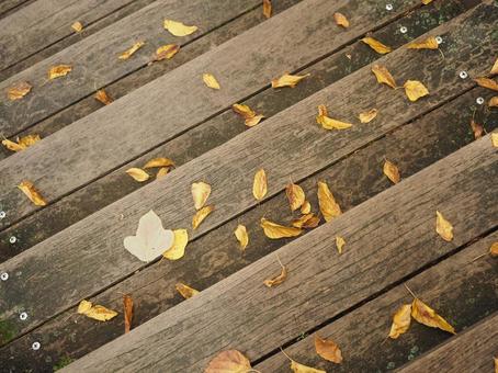 落ち葉 落ち葉 落ち葉,秋,葉っぱの写真素材