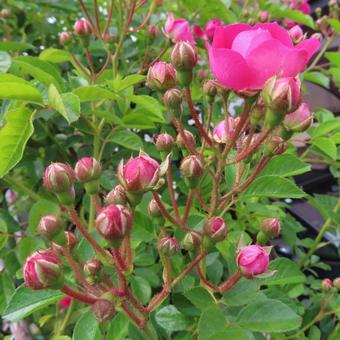 バラ(薔薇) バラ(薔薇)の写真