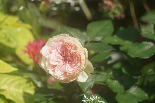 薔薇 薔薇の写真