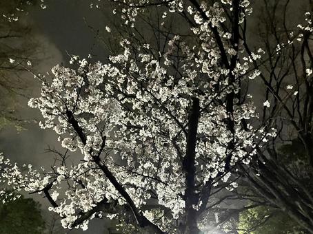 cherry blossoms, JPG cherry blossoms, JPG