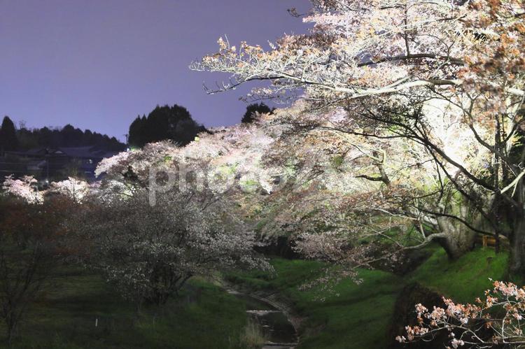 ライトアップ川辺に映る桜並木 春,自然,風景の写真素材