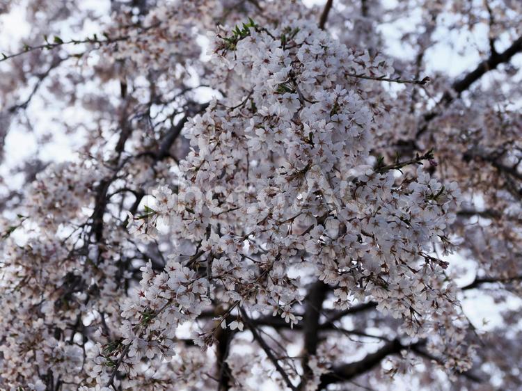 青空と枝垂桜 枝垂桜,シダレザクラ,しだれ桜の写真素材