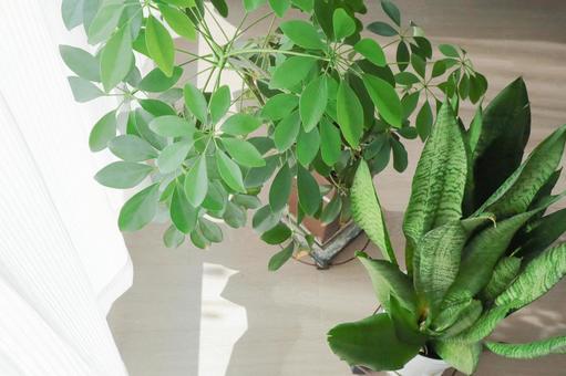 窓辺の観葉植物 観葉植物,グリーン,植物の写真素材