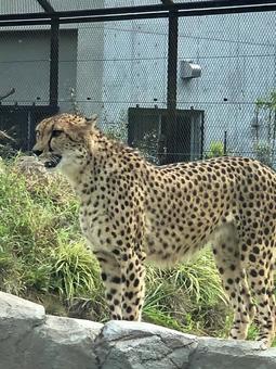 勇ましいチーターの立ち姿 勇ましいチーターの立ち姿の写真