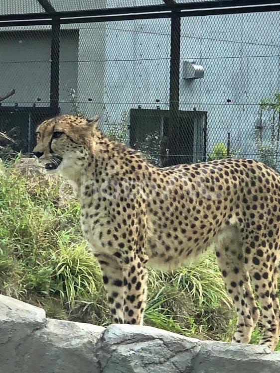 勇ましいチーターの立ち姿 チーター,動物,生き物の写真素材