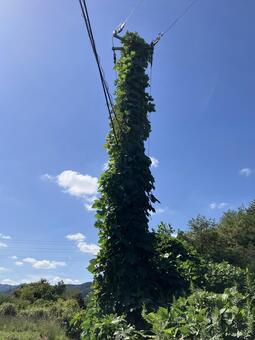 電信柱と蔦 電信柱,電柱,蔦の写真素材