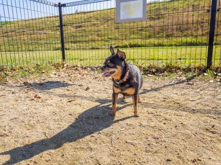 ドッグランの犬・チワワ・ミニピン 犬,わんこ,ペットの写真素材