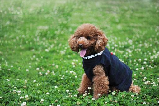 シロツメクサに囲まれたトイプードル トイプードル,動物,哺乳類の写真素材