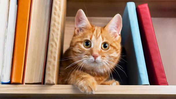 本棚にいる猫 本棚にいる猫の写真