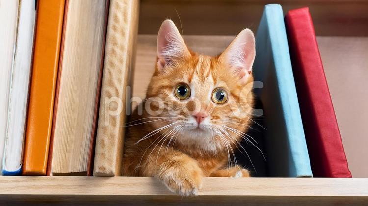 本棚にいる猫 猫,本,本棚の写真素材
