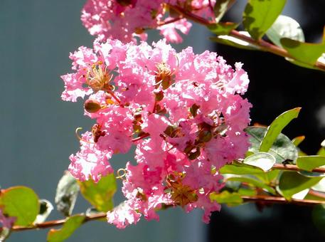 [Flower Photo] Pink Crape Myrtle, JPG