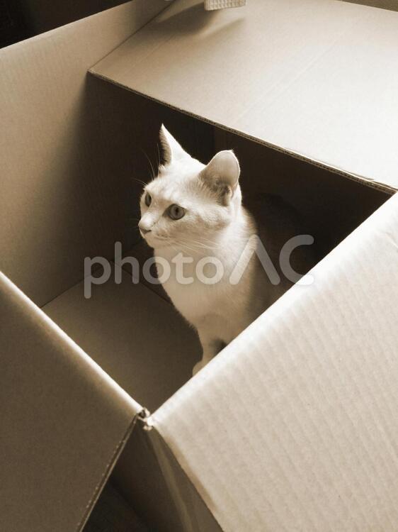 箱の中の猫 箱,ダンボール,猫の写真素材